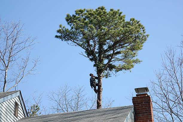 Best Tree Disease Treatment  in Superior, AZ